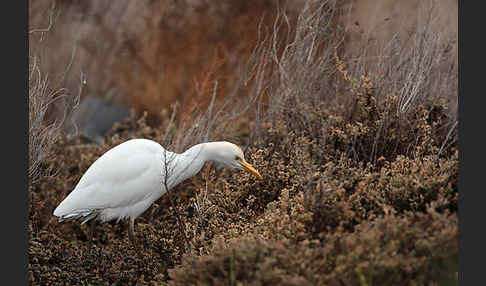 Kuhreiher (Bubulcus ibis)