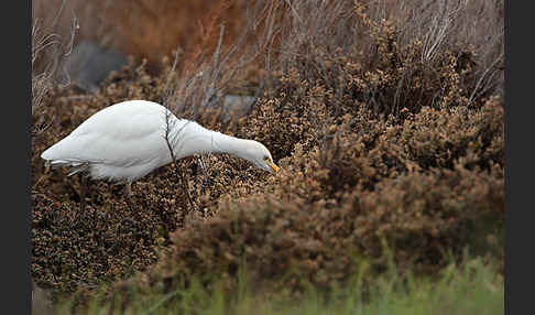 Kuhreiher (Bubulcus ibis)