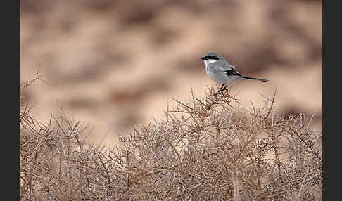 Südlicher Raubwürger (Lanius meridionalis algeriensis)