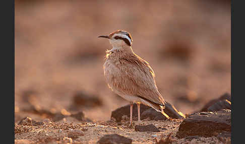 Rennvogel sspec. (Cursorius cursor bannermanni)