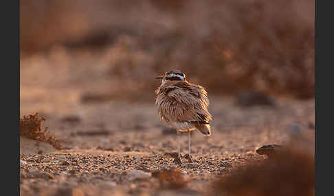 Rennvogel sspec. (Cursorius cursor bannermanni)