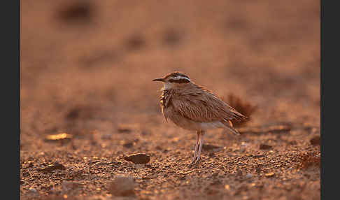 Rennvogel sspec. (Cursorius cursor bannermanni)