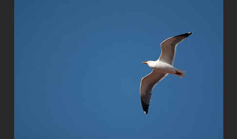 Mittelmeermöwe (Larus michahellis)