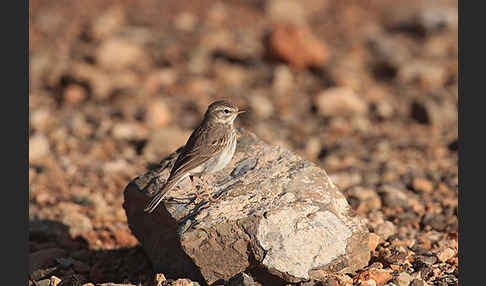 Kanarenpieper (Anthus berthelotii)