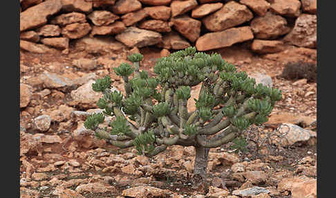 Oleanderblättrige Kleinie (Senecio kleinia)