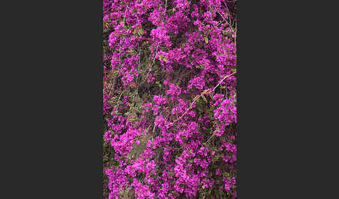 Drillingsblume (Bougainvillea glabra)