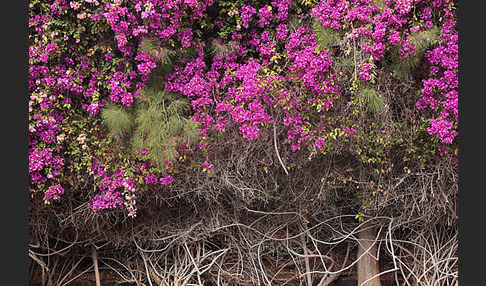 Drillingsblume (Bougainvillea glabra)