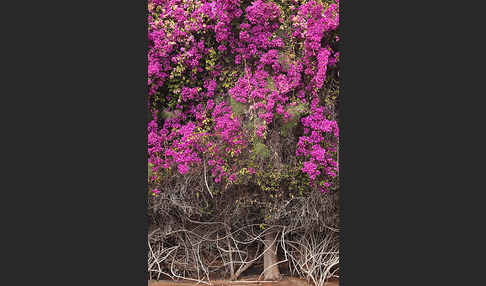 Drillingsblume (Bougainvillea glabra)