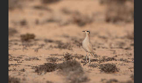 Rennvogel sspec. (Cursorius cursor bannermanni)