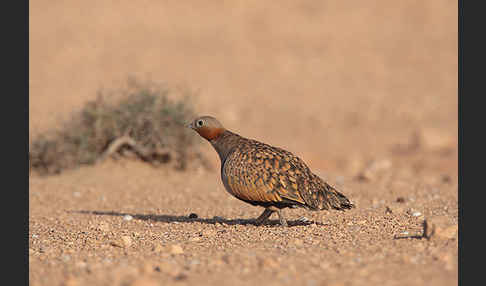 Sandflughuhn sspec. (Pterocles orientalis aragonica)