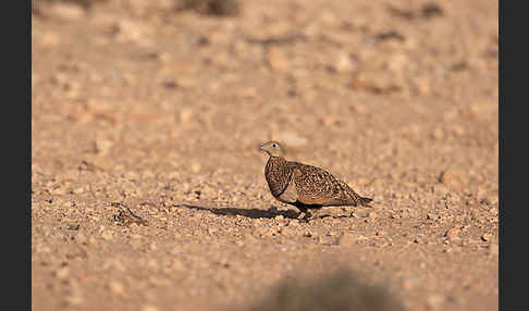 Sandflughuhn sspec. (Pterocles orientalis aragonica)