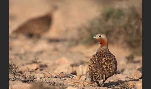 Sandflughuhn sspec. (Pterocles orientalis aragonica)