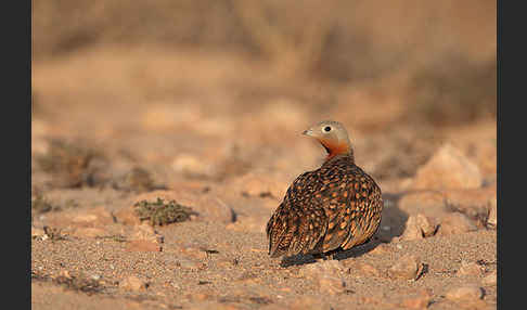 Sandflughuhn sspec. (Pterocles orientalis aragonica)