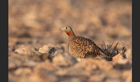 Sandflughuhn sspec. (Pterocles orientalis aragonica)