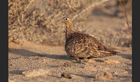 Sandflughuhn sspec. (Pterocles orientalis aragonica)