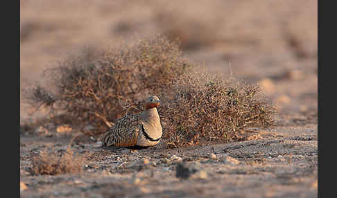 Sandflughuhn sspec. (Pterocles orientalis aragonica)