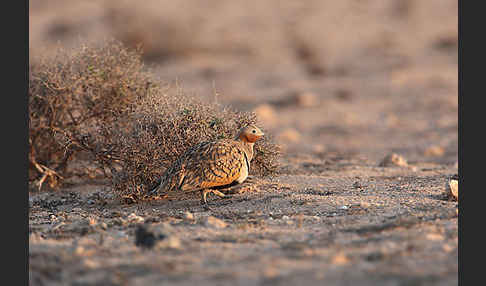 Sandflughuhn sspec. (Pterocles orientalis aragonica)