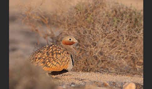 Sandflughuhn sspec. (Pterocles orientalis aragonica)