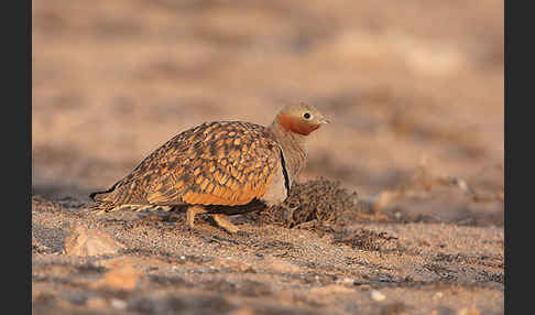 Sandflughuhn sspec. (Pterocles orientalis aragonica)