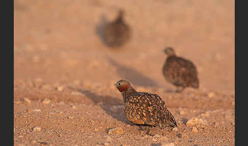 Sandflughuhn sspec. (Pterocles orientalis aragonica)