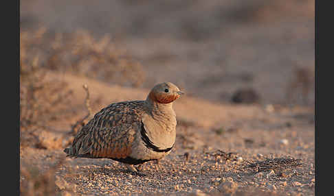 Sandflughuhn sspec. (Pterocles orientalis aragonica)