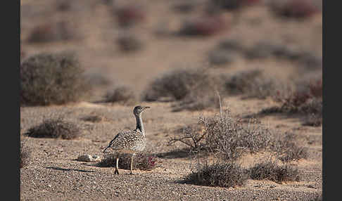 Kragentrappe (Chlamydotis undulata fuerteventurae)