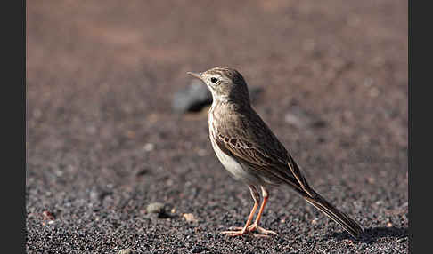 Kanarenpieper (Anthus berthelotii)