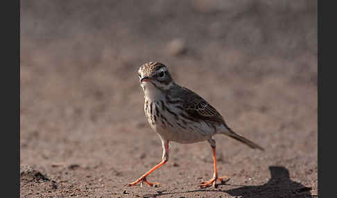 Kanarenpieper (Anthus berthelotii)