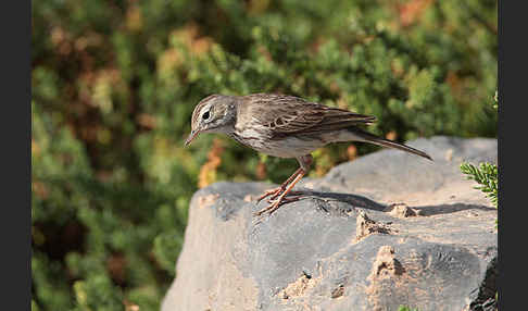 Kanarenpieper (Anthus berthelotii)