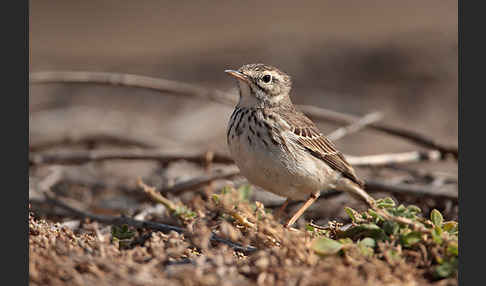 Kanarenpieper (Anthus berthelotii)