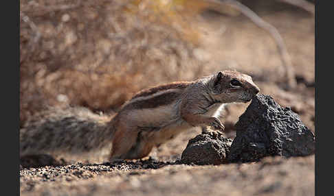 Atlashörnchen (Atlantoxerus getulus)