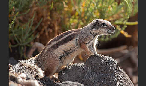 Atlashörnchen (Atlantoxerus getulus)