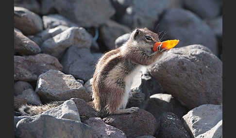 Atlashörnchen (Atlantoxerus getulus)