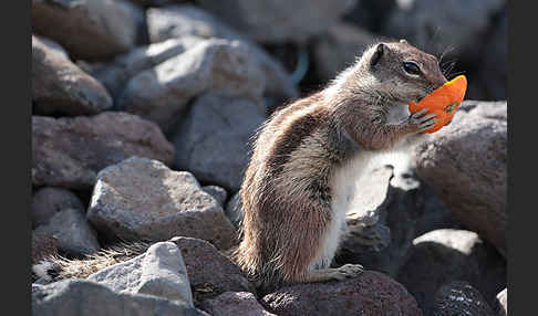 Atlashörnchen (Atlantoxerus getulus)