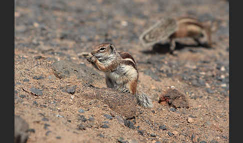 Atlashörnchen (Atlantoxerus getulus)