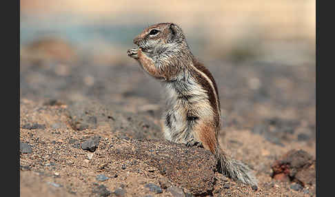 Atlashörnchen (Atlantoxerus getulus)