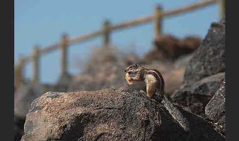 Atlashörnchen (Atlantoxerus getulus)