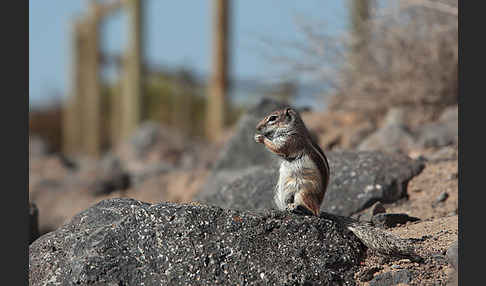 Atlashörnchen (Atlantoxerus getulus)