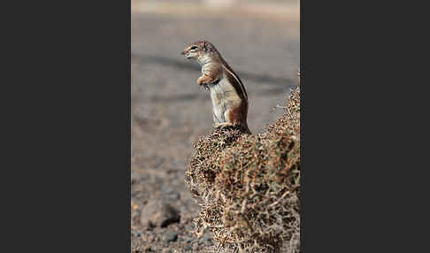 Atlashörnchen (Atlantoxerus getulus)