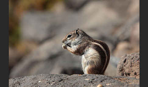 Atlashörnchen (Atlantoxerus getulus)