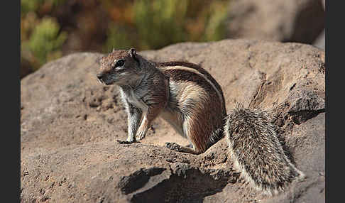 Atlashörnchen (Atlantoxerus getulus)