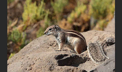 Atlashörnchen (Atlantoxerus getulus)