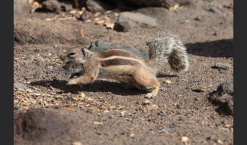 Atlashörnchen (Atlantoxerus getulus)