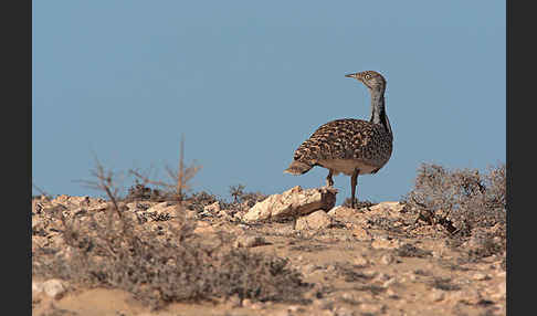 Kragentrappe (Chlamydotis undulata fuerteventurae)