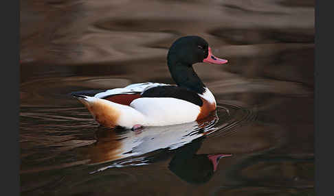 Brandgans (Tadorna tadorna)