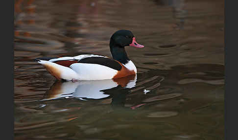 Brandgans (Tadorna tadorna)