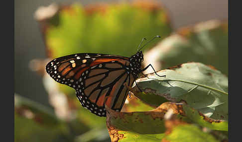 Monarchfalter (Danaus plexippus)