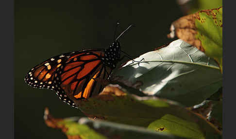 Monarchfalter (Danaus plexippus)