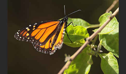 Monarchfalter (Danaus plexippus)