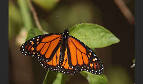 Monarchfalter (Danaus plexippus)